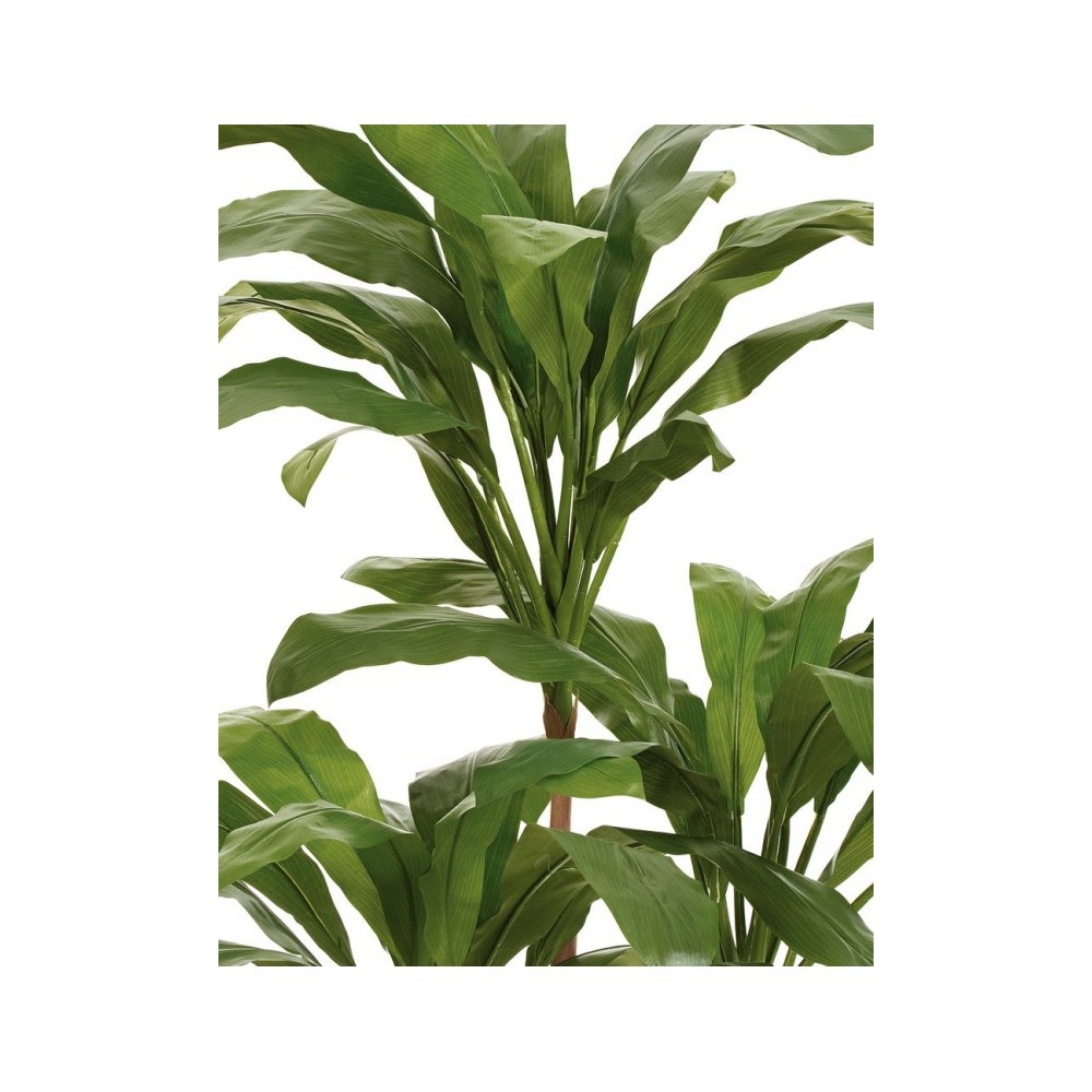 Кордилина Фрутикоза зелёная