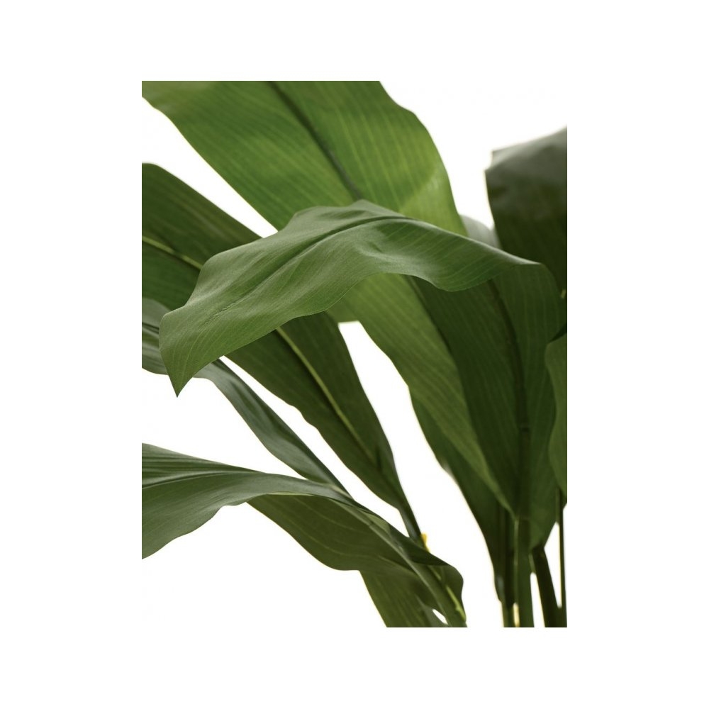 Кордилина Фрутикоза зелёная