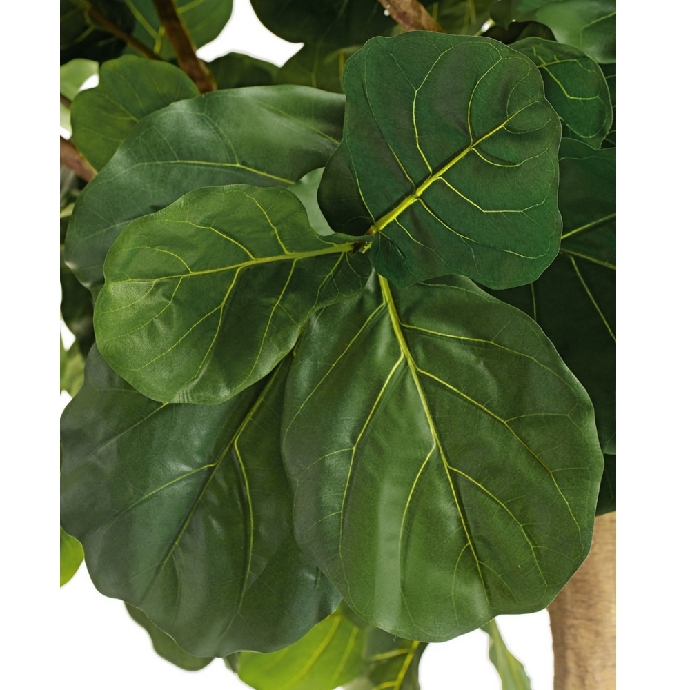 Гигантский фикус Лирата