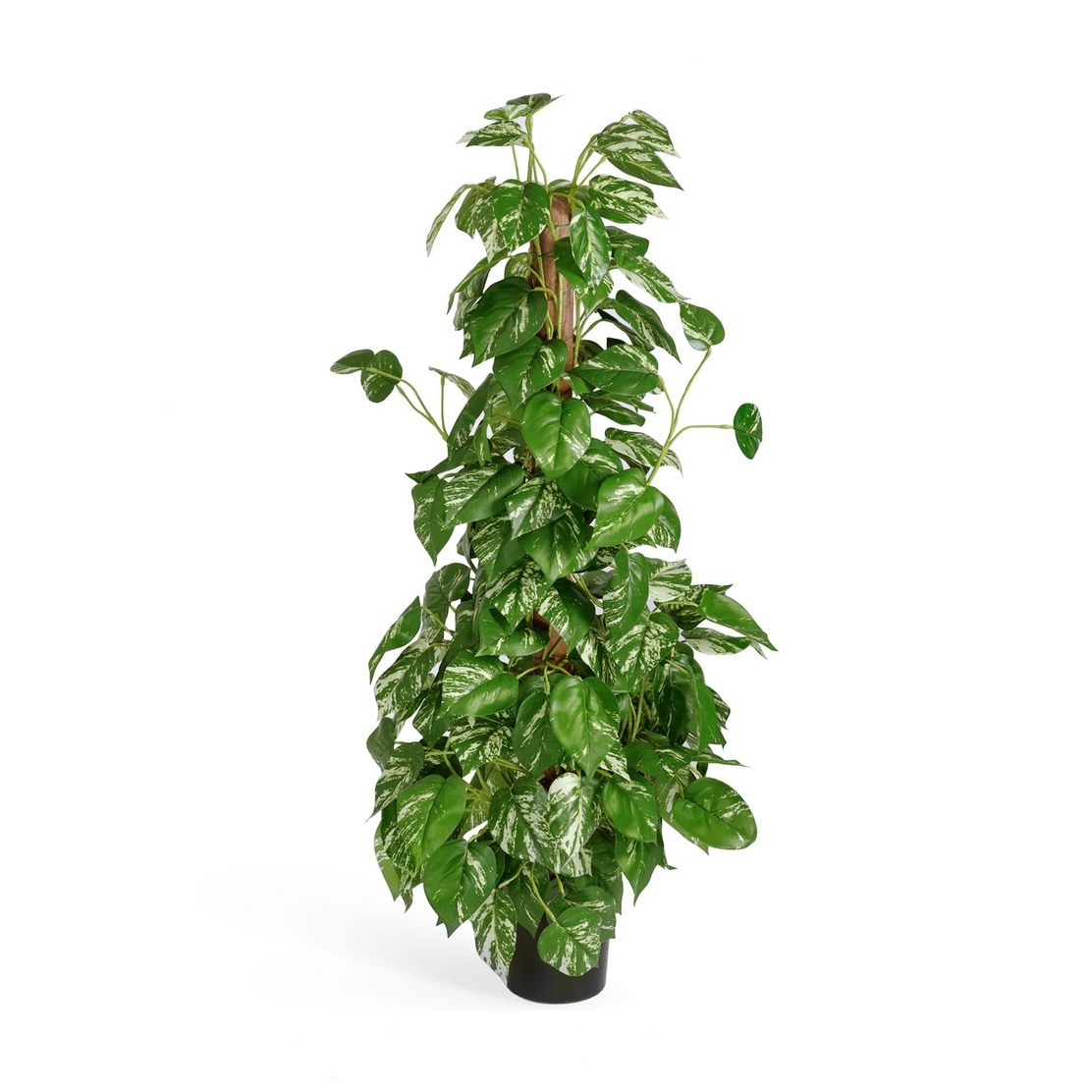 20.6203N Потос куст 100 см