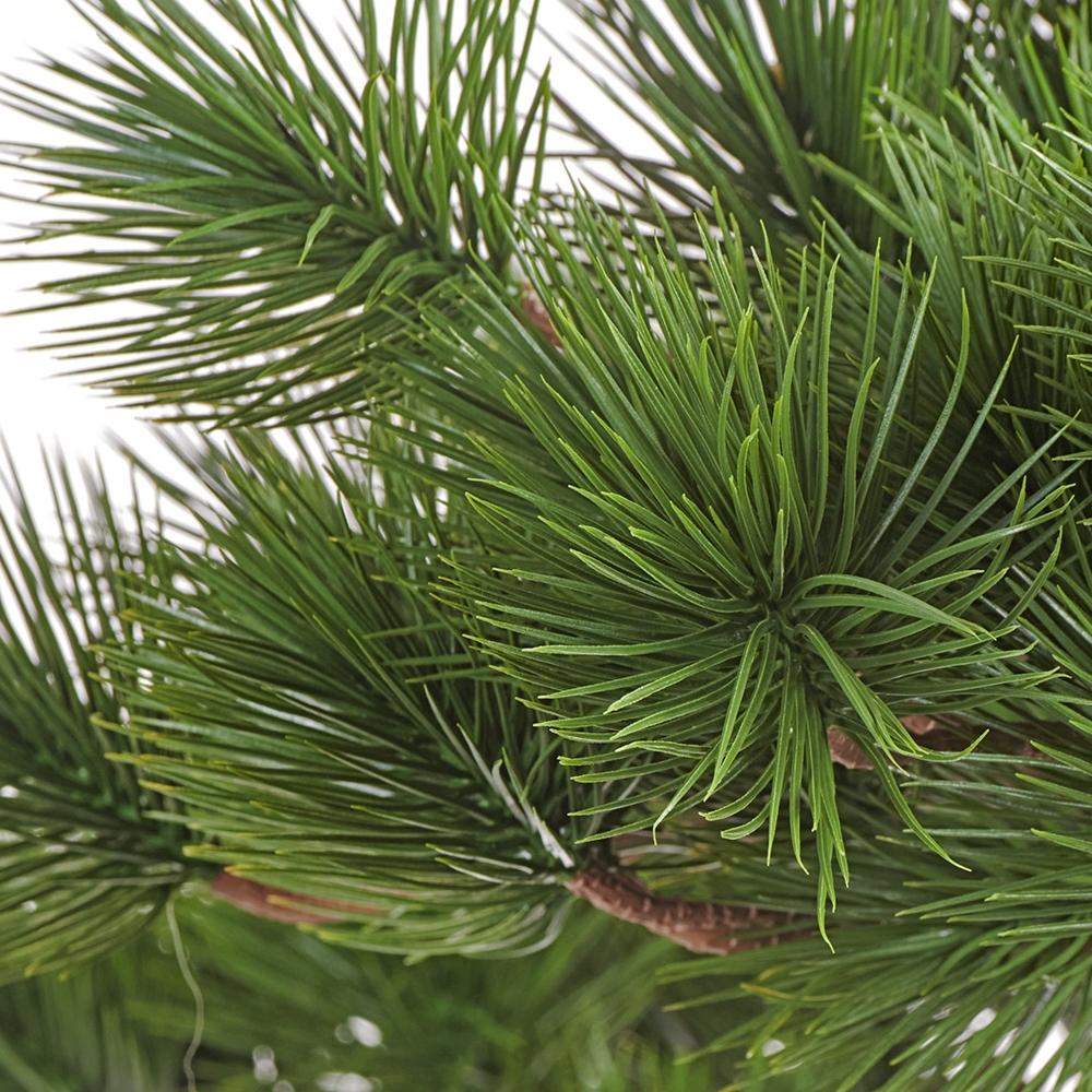 Бонсай Сосна Японская белая Негиши в керамическом кашпо