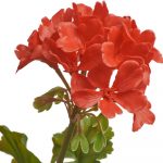 Герань красная цветущий куст (UV-фильтр)