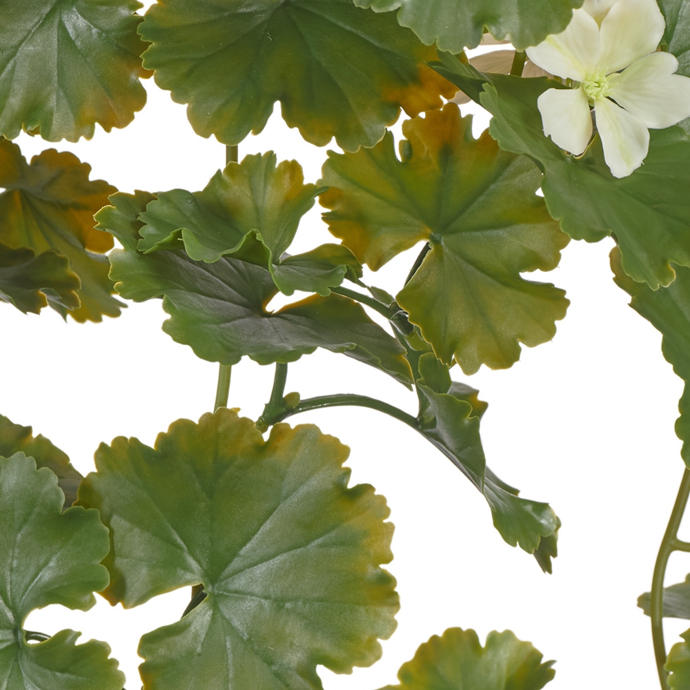 Герань кремовая ампельная (UV-фильтр)