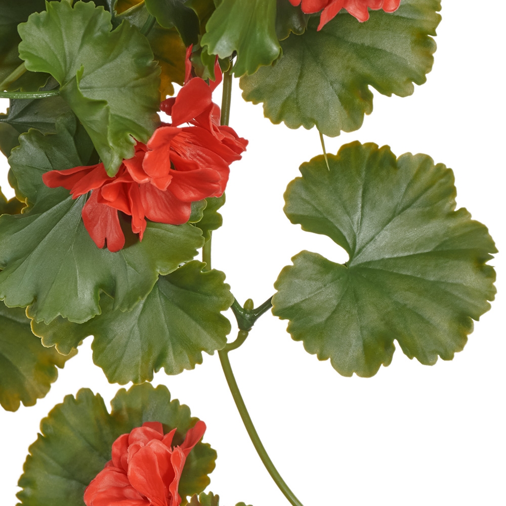 Герань кремовая ампельная (UV-фильтр)