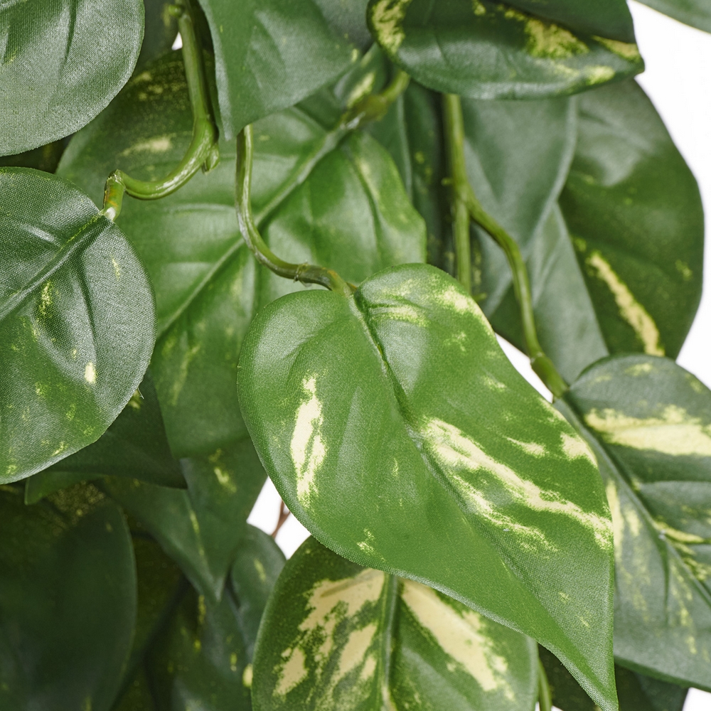 Потос куст ампельный (серия FR - огнезащита)