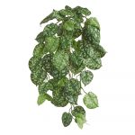 Сцендапсус Пиктус куст ампельный (серия FR - огнезащита)