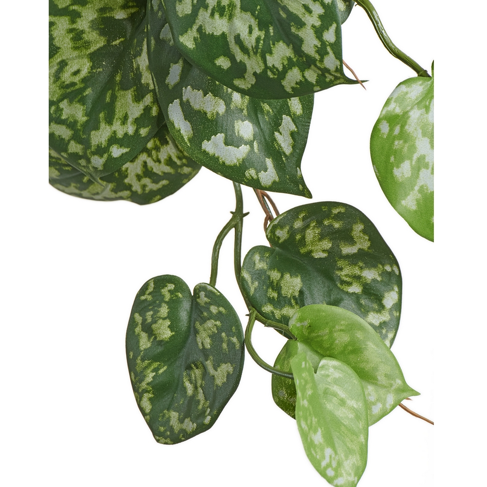 Сцендапсус Пиктус куст ампельный (серия FR - огнезащита)