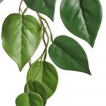 Филодендрон куст ампельный (серия FR - огнезащита)