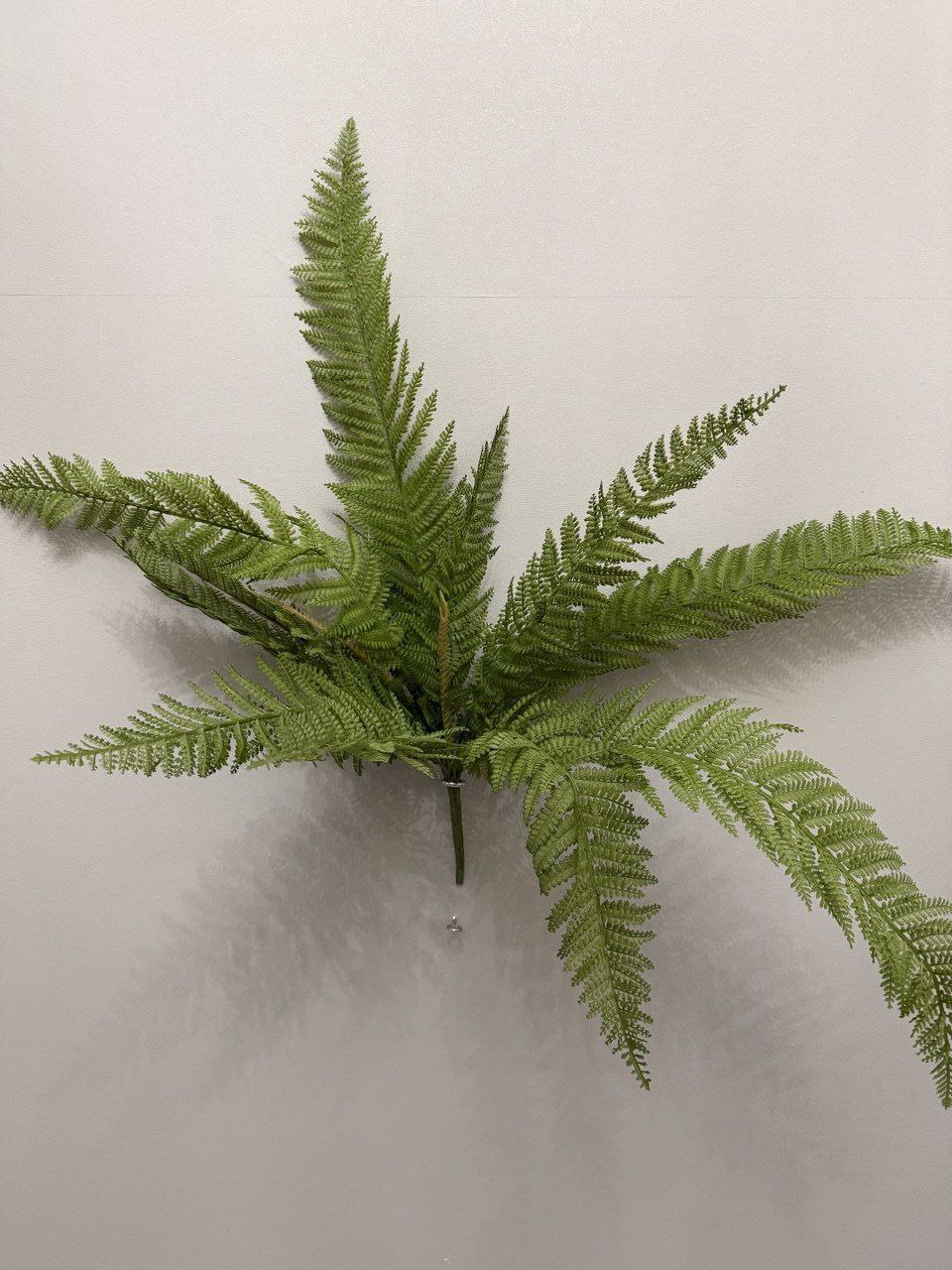 Папоротник