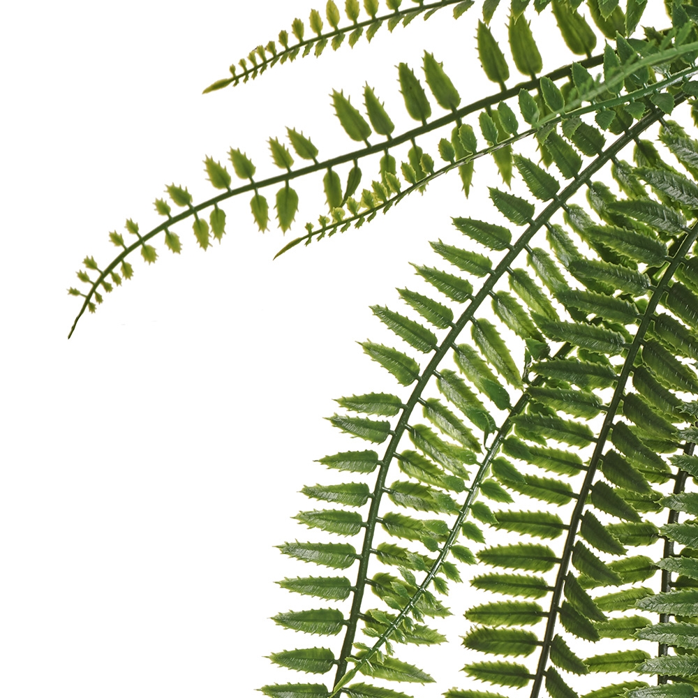 Папоротник Бостон Элегант ампельный 60 см