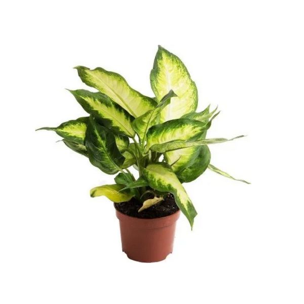 Диффенбахия Камилла - Dieffenbachia Camilla — изображение 3