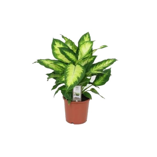 Диффенбахия Камилла - Dieffenbachia Camilla — изображение 4