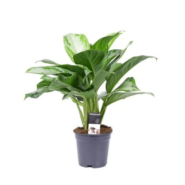 Аглаонема Сильвер Бей - Aglaonema Silver Bay — изображение 3