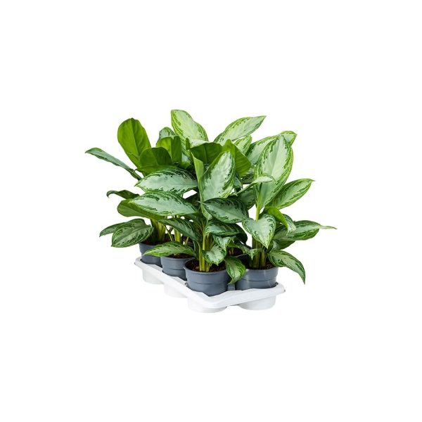 Аглаонема Сильвер Бей - Aglaonema Silver Bay — изображение 2