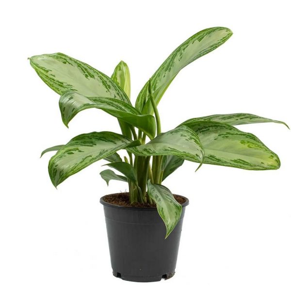 Аглаонема Сильвер Бей - Aglaonema Silver Bay — изображение 4