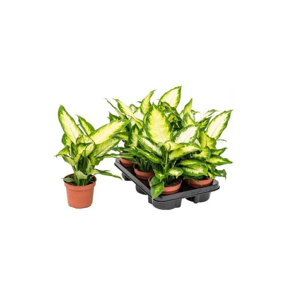 Диффенбахия Камилла - Dieffenbachia Camilla — изображение 2