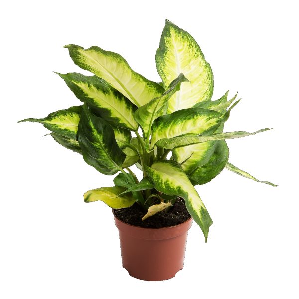 Диффенбахия Камилла - Dieffenbachia Camilla