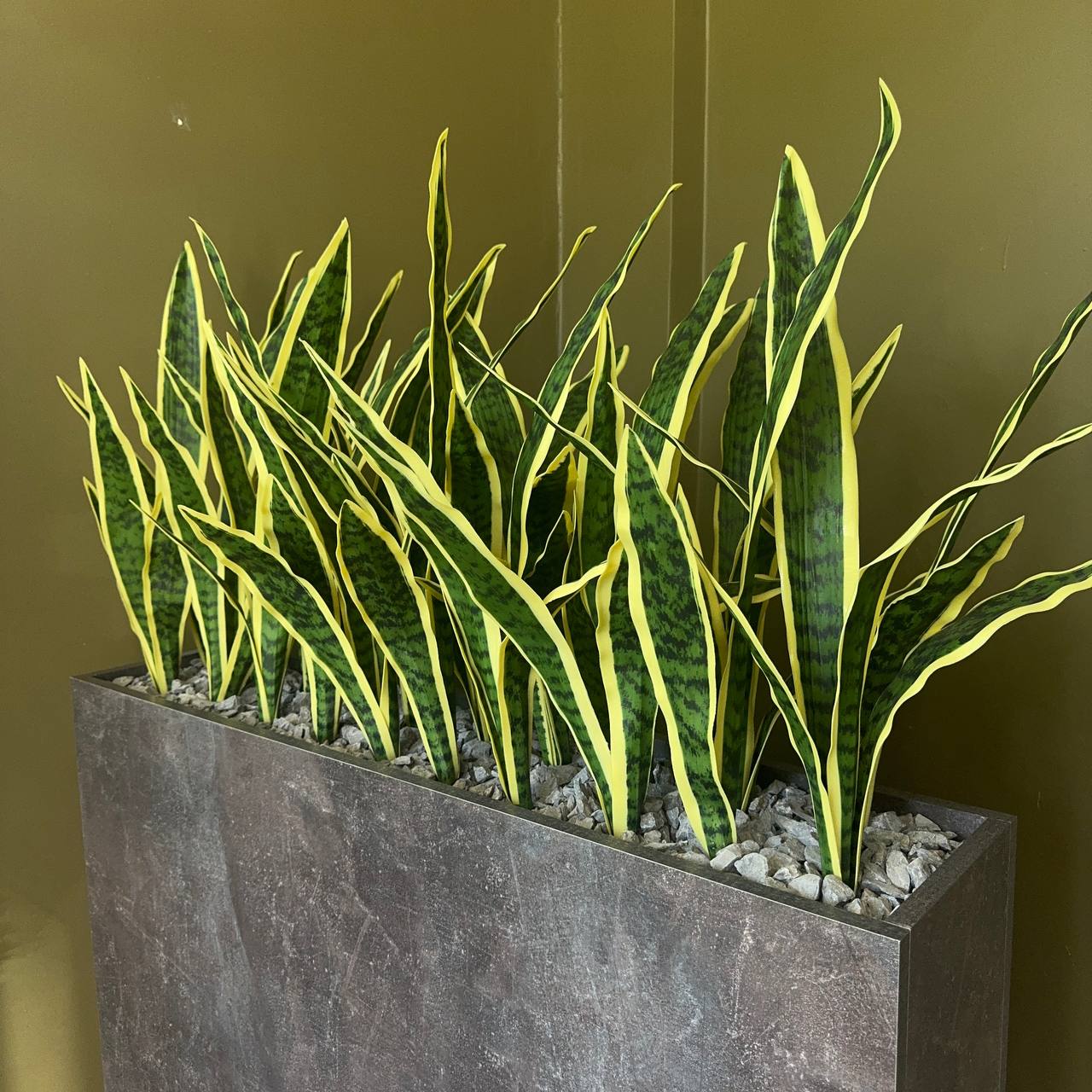 Композиция  "Cансевиера в сером дивайдере"