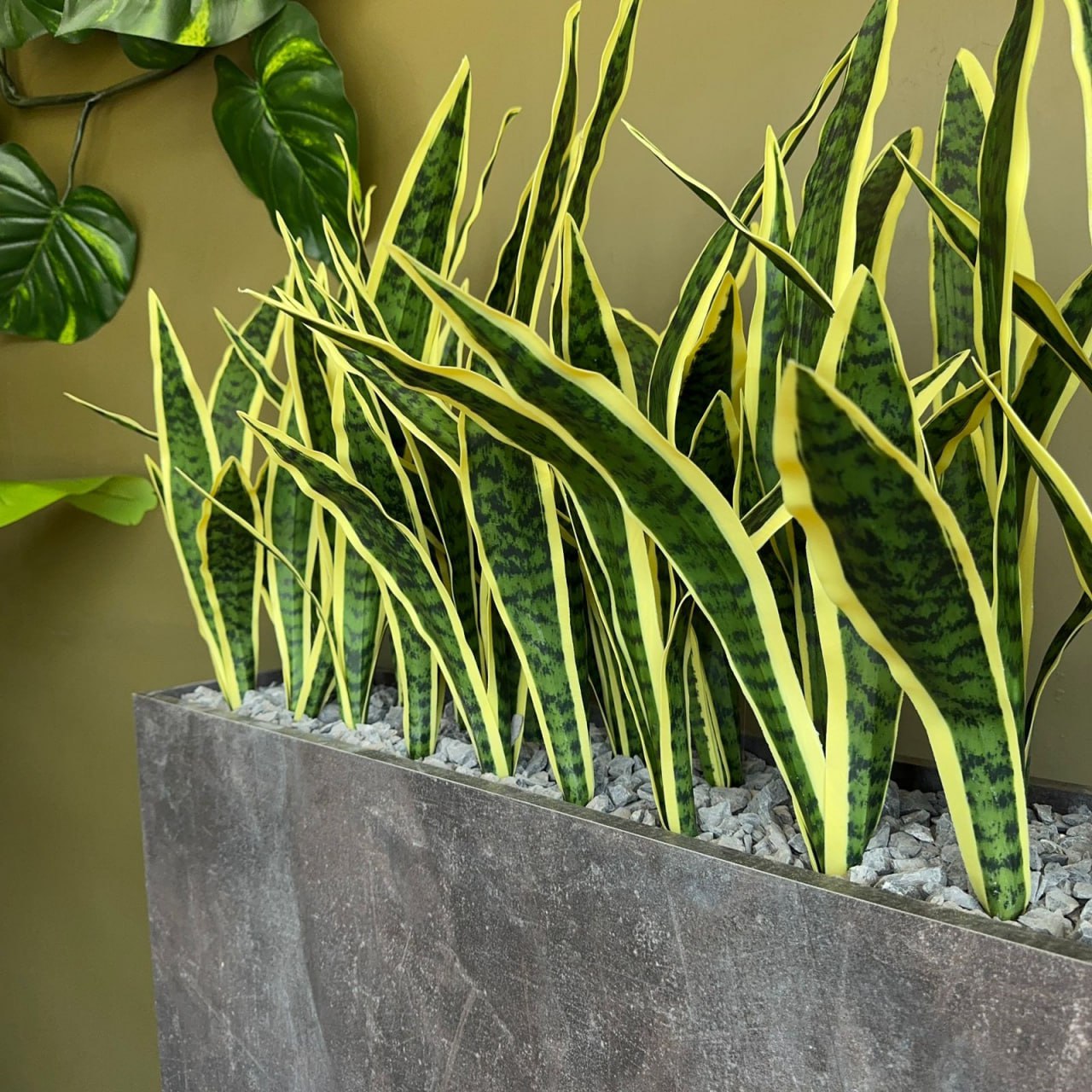 Композиция  "Cансевиера в сером дивайдере"