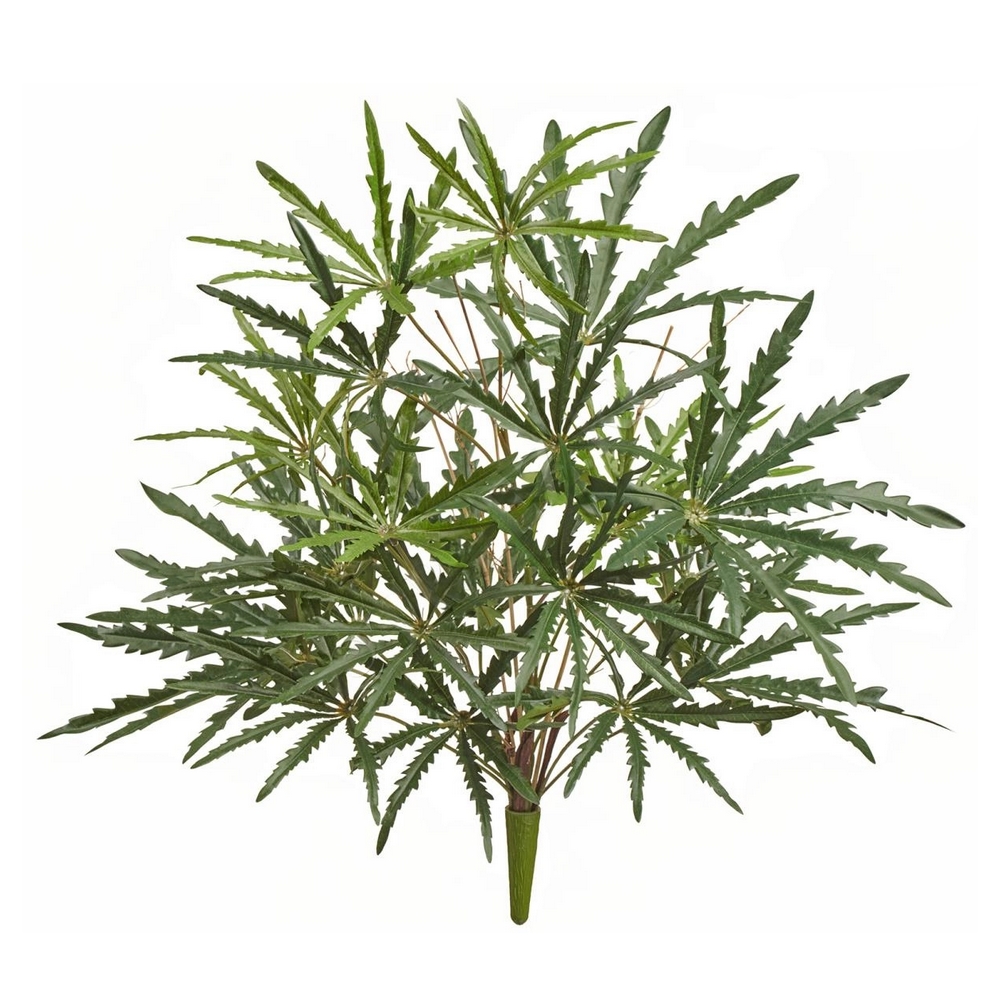 Аралия зелёная куст 55 см