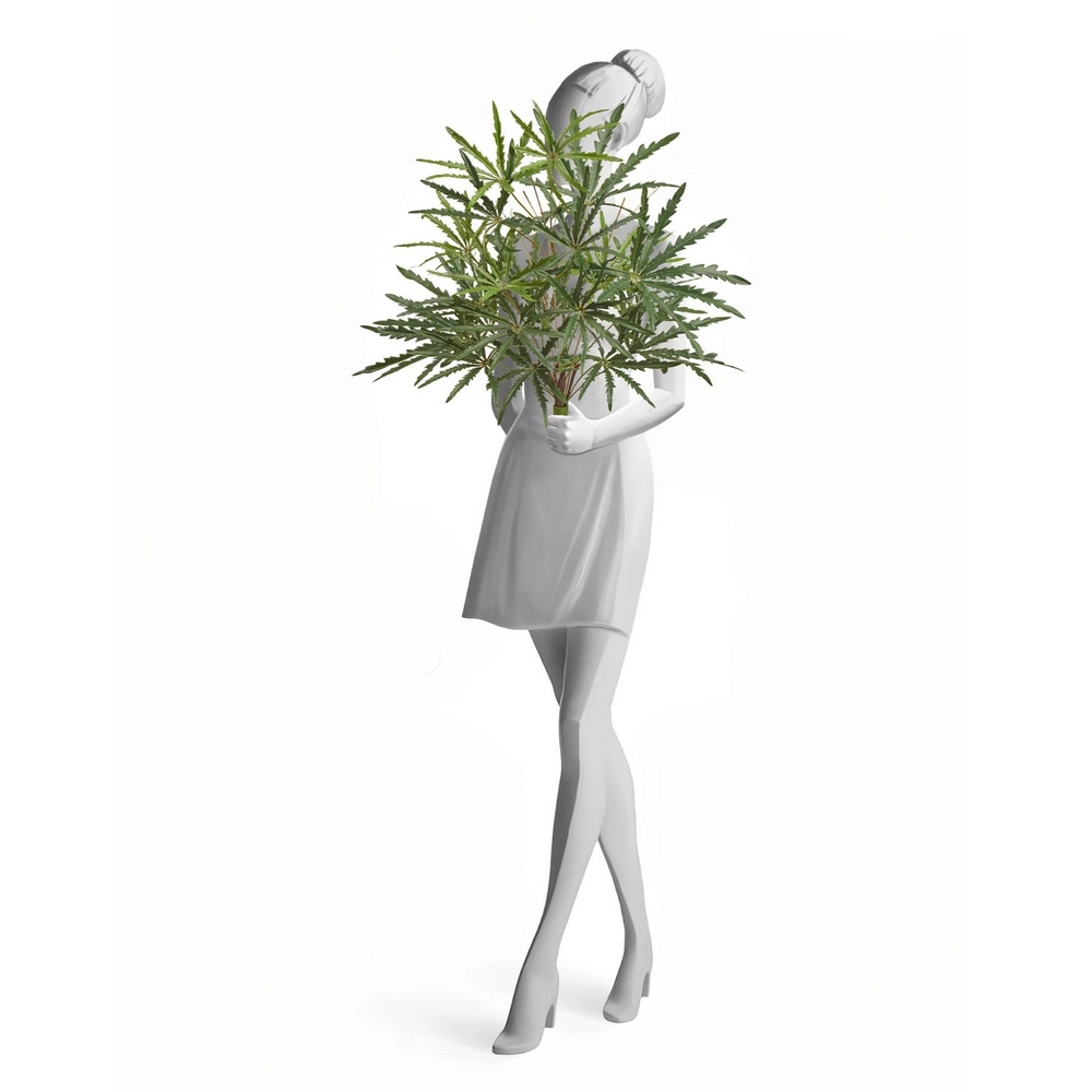 Аралия зелёная куст 55 см