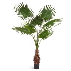 Пальма Вашингтония Прайм 200 см