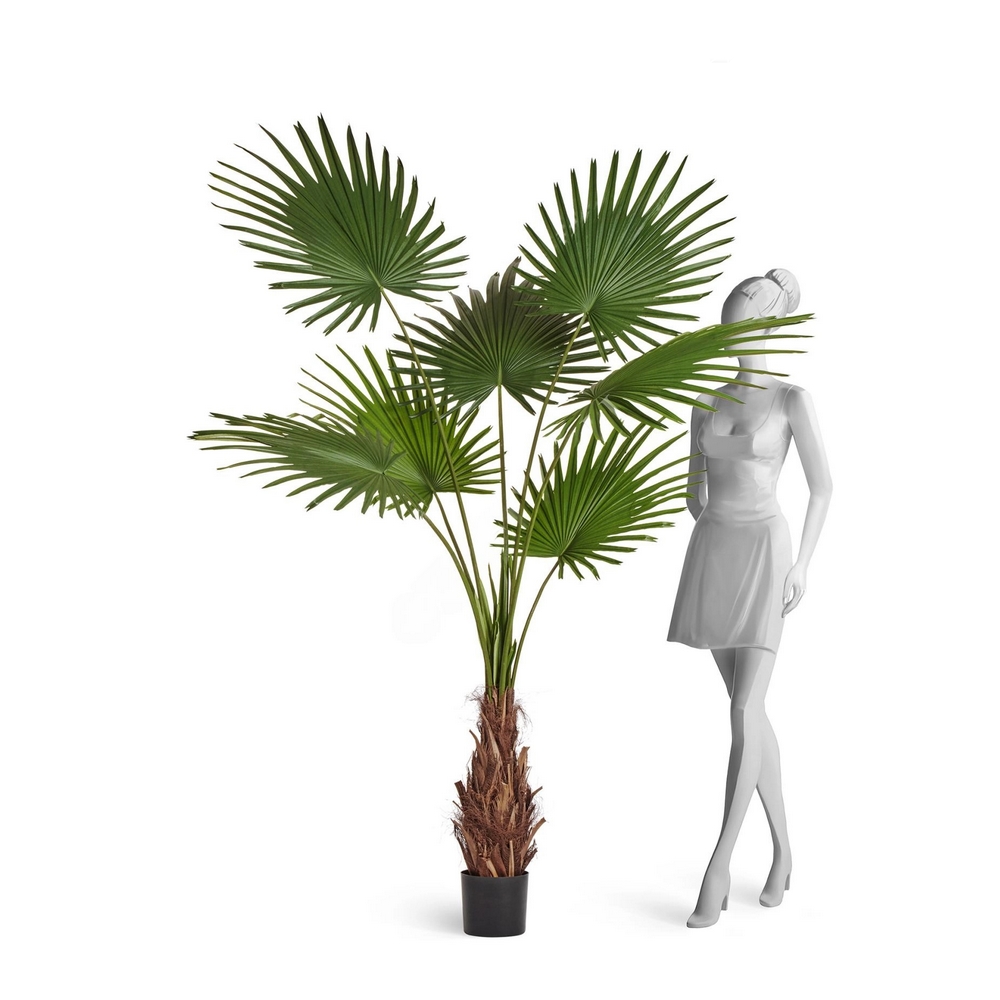 Пальма Вашингтония Прайм 200 см