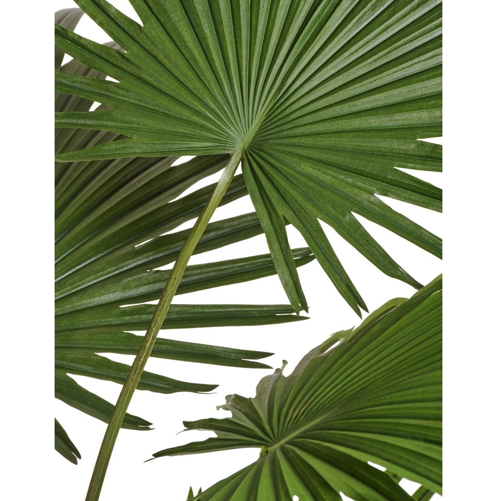 Пальма Вашингтония Прайм 200 см