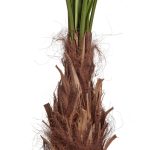 Пальма Вашингтония Прайм 200 см