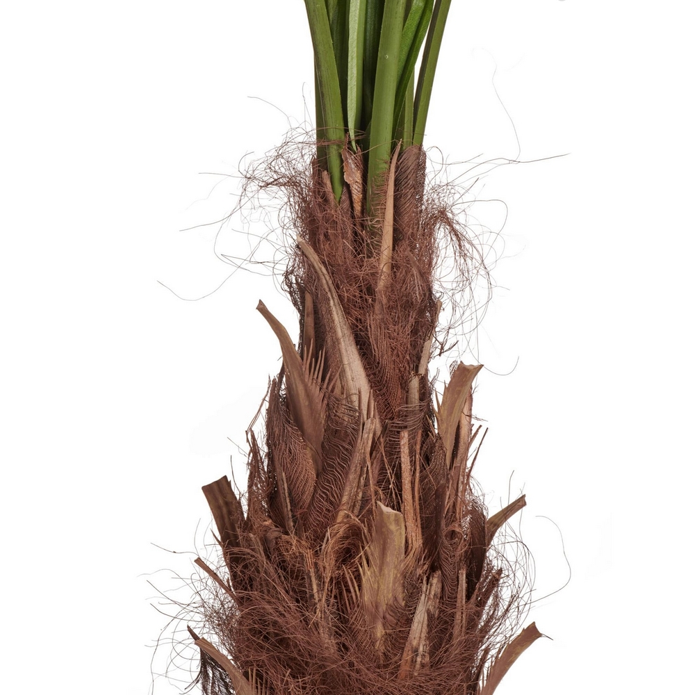 Пальма Вашингтония Прайм 200 см