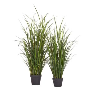 Трава Тростник куст