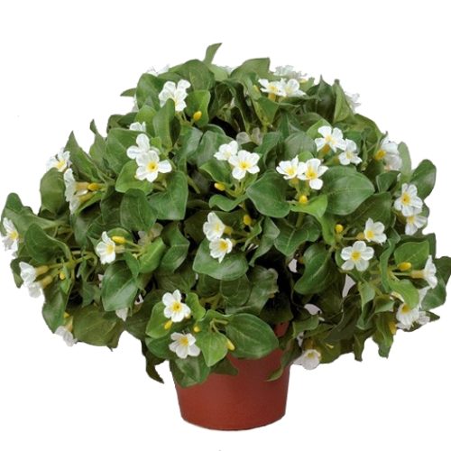 Экзакум куст 25см