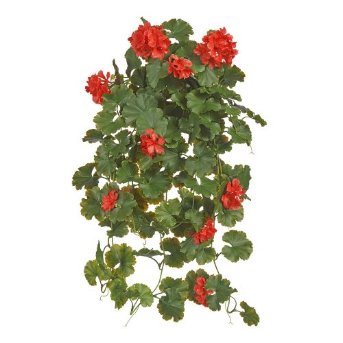 Герань красная ампельная (UV-фильтр)