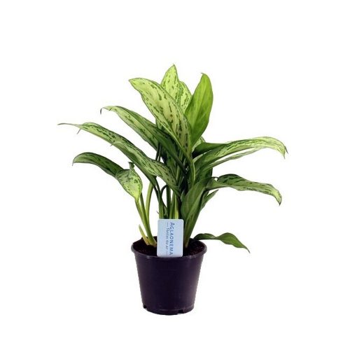 Аглаонема Сильвер Квин - Aglaonema Silver Queen