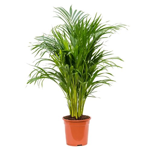 Дипсис желтоватый - Dypsis lutescens