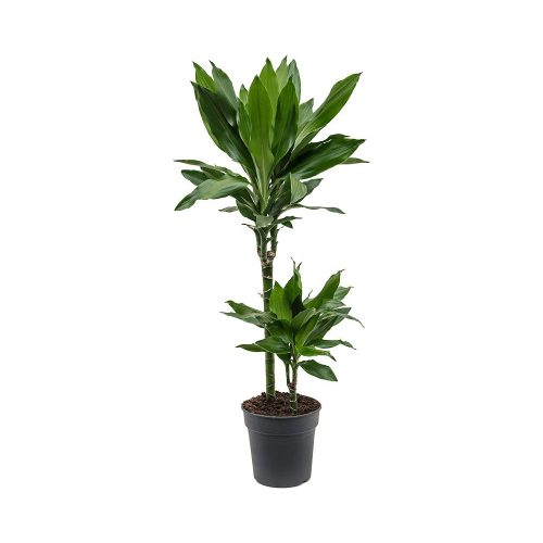 Драцена Джанет Линд - Dracaena Janet Lind