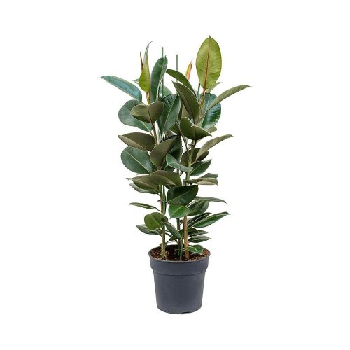 Фикус каучуконосный Робуста - Ficus elastica Robusta