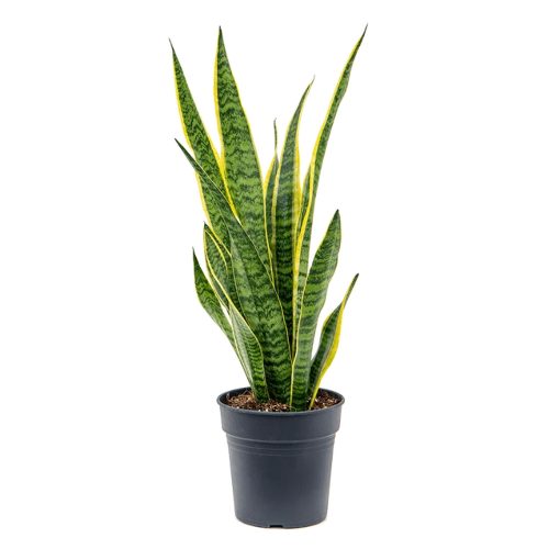 Сансевиерия трёхполосная - Sansevieria laurentii