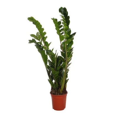 Замиокулькас - Zamioculcas